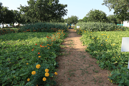 organic-farm-1-min