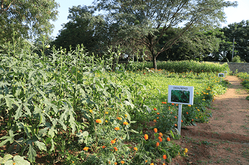 organic-farm-13-min