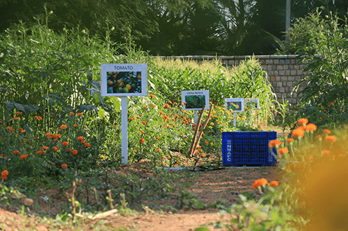organic-farm-3-min